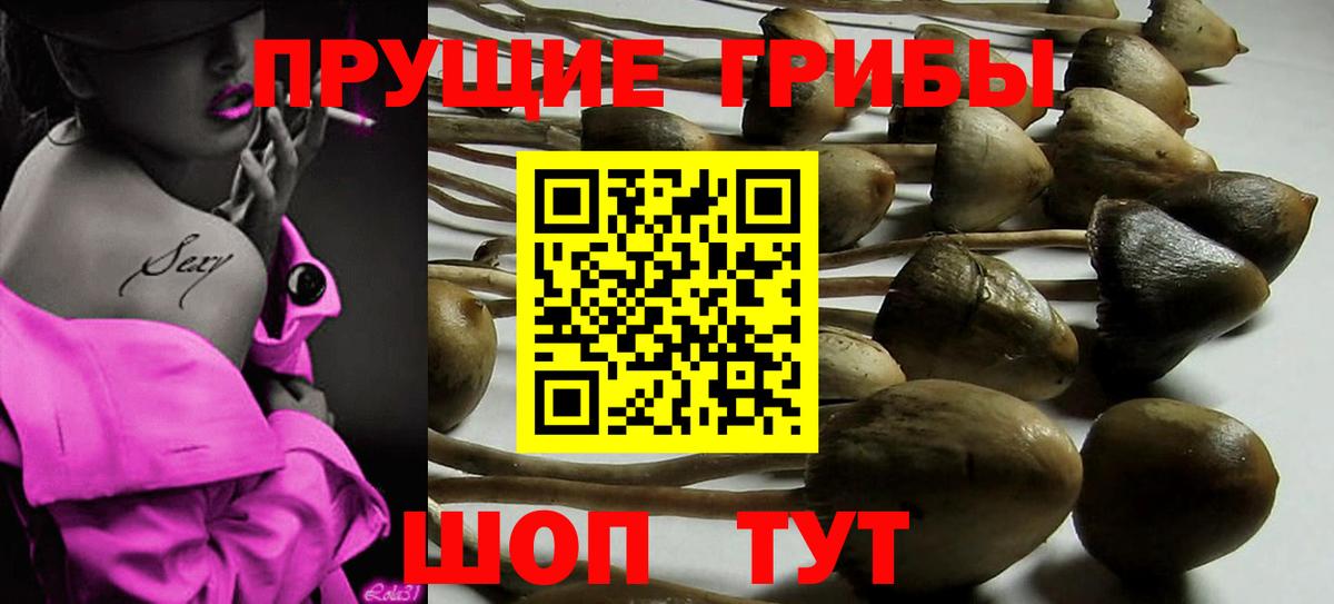 Нерюнгри  Псилоцибиновые грибы Psilocybine cubensis  Вход с VPN 